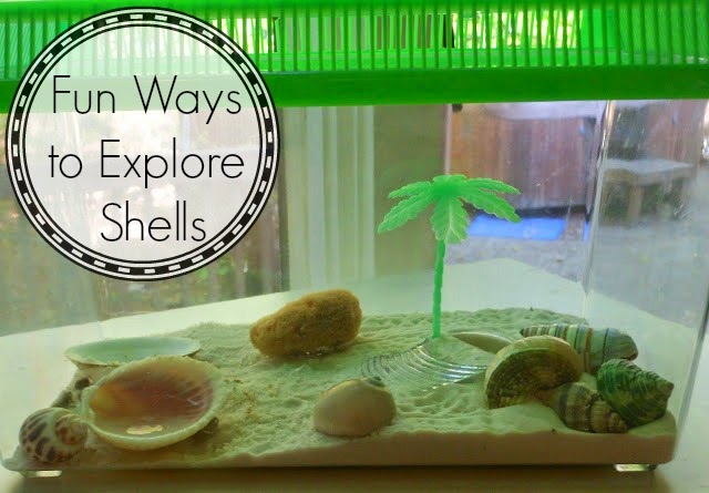 Shells, Shells, and More Shells