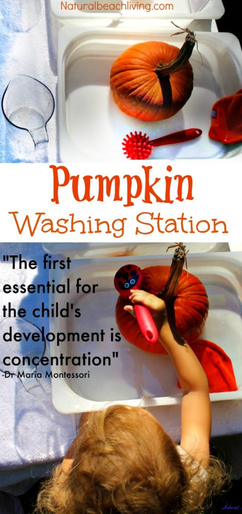 Set up a Montessori Practical Life Pumpkin Washing Station for kids, Perfect Fall Activity, Montessori Fall Activities, Pumpkin Preschool Montessori themes