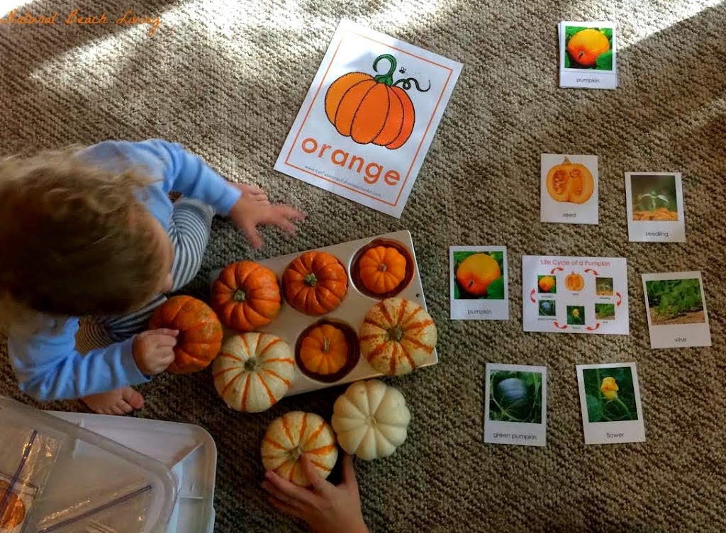 Lovely Nature Activities for October, Waldorf, Reggio, Fall activities for kids, simple ideas for autumn fun, Pumpkin activities, Fall Activities for Kids