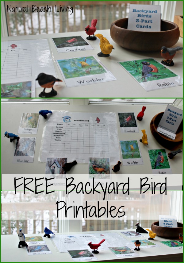 Observing & Learning Backyard Birds with Free Printables, Best Bird Activities for Kids, Backyard Birds Watch Chart, Learning Backyard Birds and Bird Watching with Kids, Bird Activities for Preschoolers, Montessori Printables, Charlotte Mason Homeschooling, Nature Study, #birds #preschoolactivities #Montessori #Montessoriactivities #Homeschool 