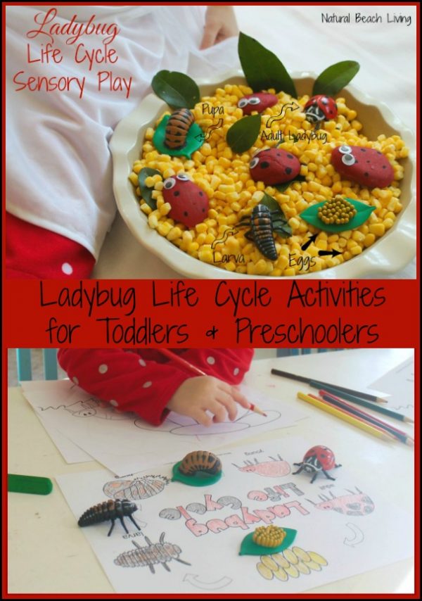 Ladybug Life Cycle Activities for Toddlers + Preschoolers