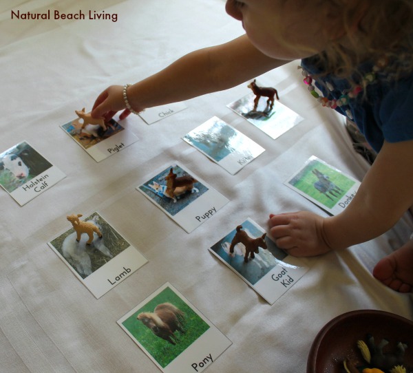 Preschool Farm Activities, These Montessori Farm Activities and Free Printables are sure to engage and excite your Preschoolers. Add these to your learning for a Montessori inspired farm unit, Free Farm Animal 3 part cards, Farm books for kids, and hands on activities perfect for a preschool farm theme. 