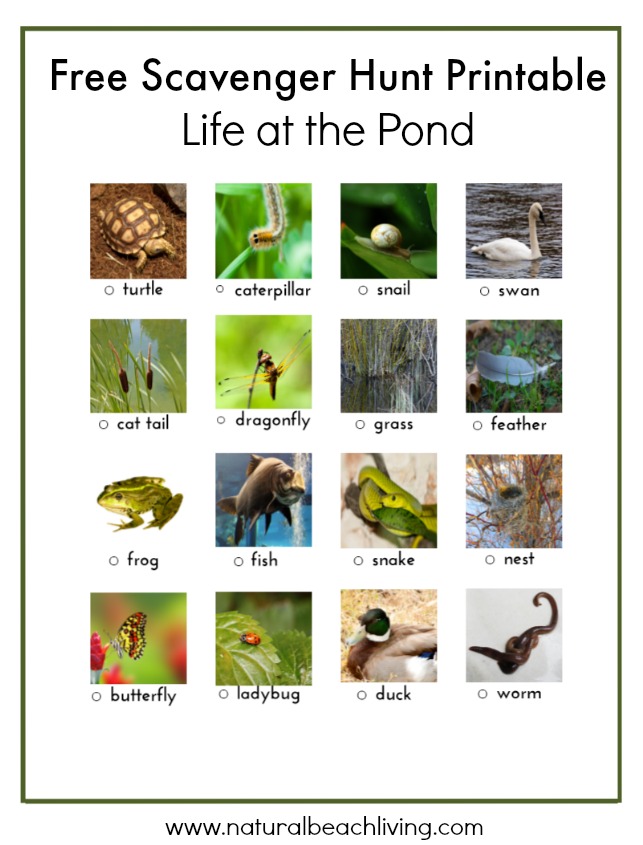 free pond printable, Scavenger Hunt, Science, Family Activities, Life at the pond, nature