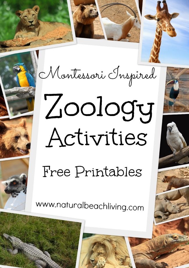 Montessori Inspired Zoology ~ Body Coverings (Free Printables) - Natural  Beach Living