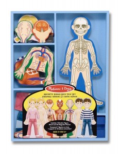human anatomy magnet set for kids