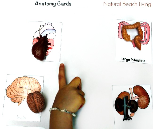 Awesome Montessori Human Anatomy Activities with Free Printables, Great health and anatomy books for kids, an entire Human Anatomy Unit Study for Kids