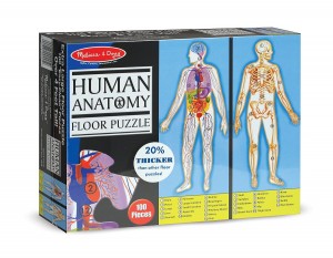 Anatomy puzzle, hands on activities