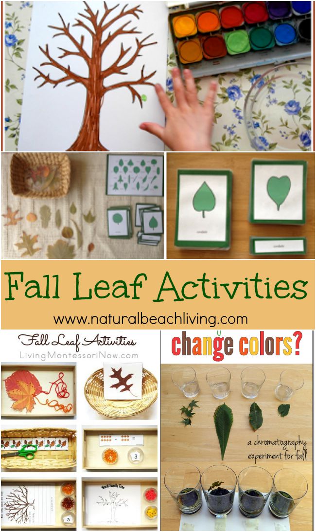 AWESOME Fall Leaf Activities for Kids, Crafts, Science, Art, Fine Motor Skills with free printables, Montessori Activities, Nature... LOVE IT ALL! 