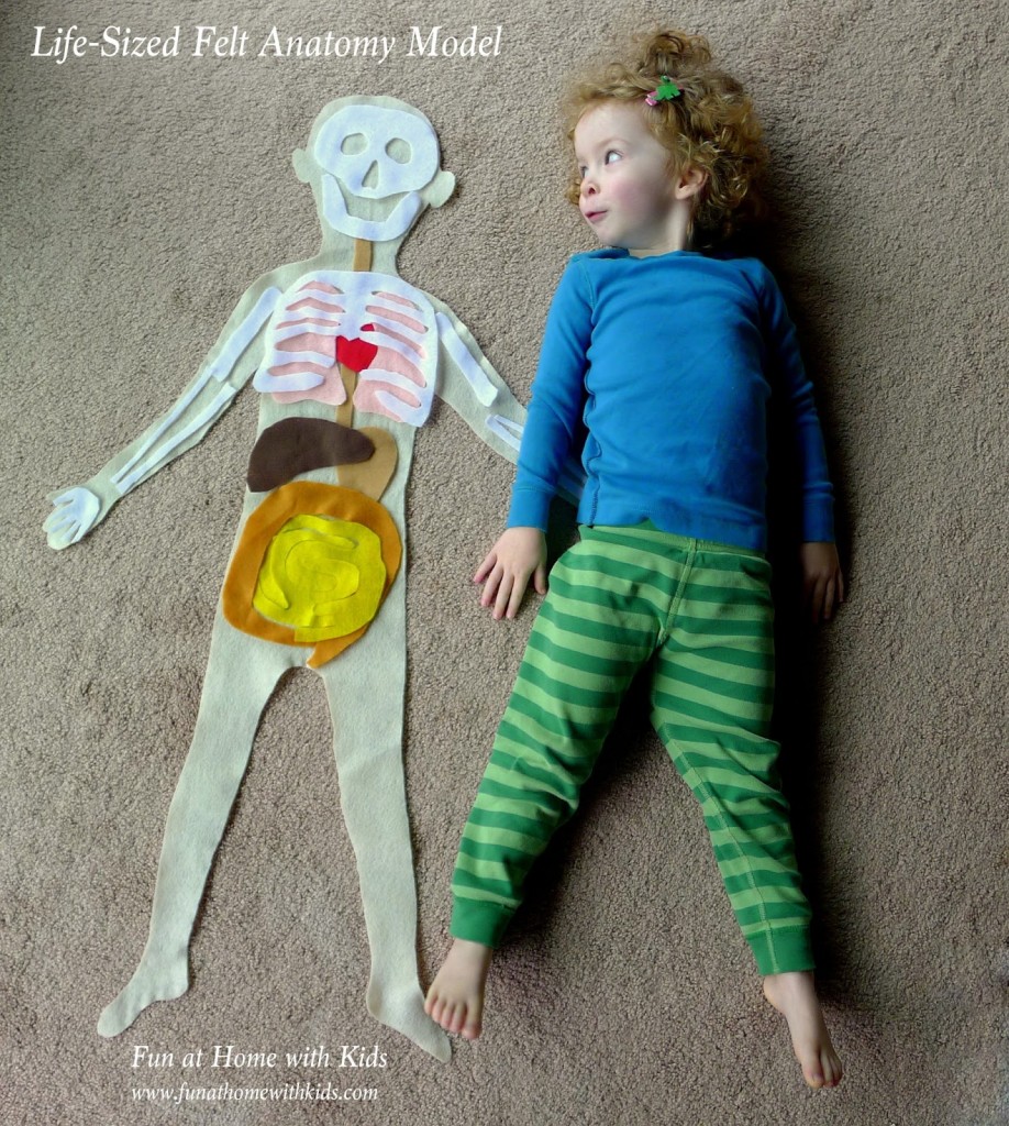 THE BEST HANDS ON LEARNING HUMAN ANATOMY ACTIVITIES, SENSORY PLAY, FREE PRINTABLES, MONTESSORI, and so much more. Perfect for a Unit Study & Biology Lessons 