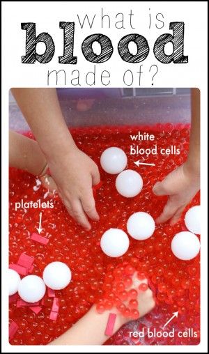THE BEST HANDS ON LEARNING HUMAN ANATOMY ACTIVITIES, SENSORY PLAY, FREE PRINTABLES, MONTESSORI, and so much more. Perfect for a Unit Study & Biology Lessons 