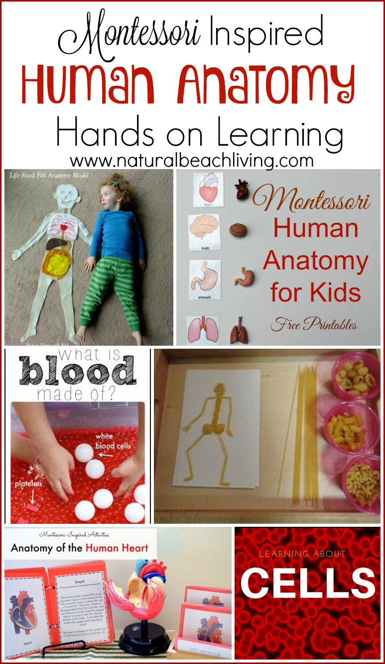 The Best Hands on Learning Human Anatomy Activities (free printables)