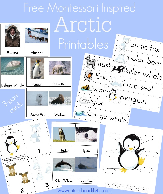 Montessori Arctic Activities ~Polar Regions (Free Printables)