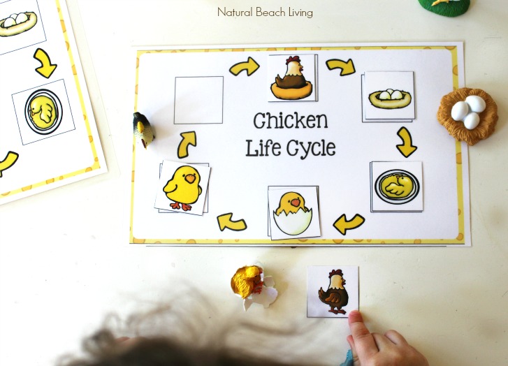 Chicken Life Cycle Free Printables and Activities for Kids, Spring Activities, books, Animals, Perfect for a Farm Theme, and fun hands on learning. 
