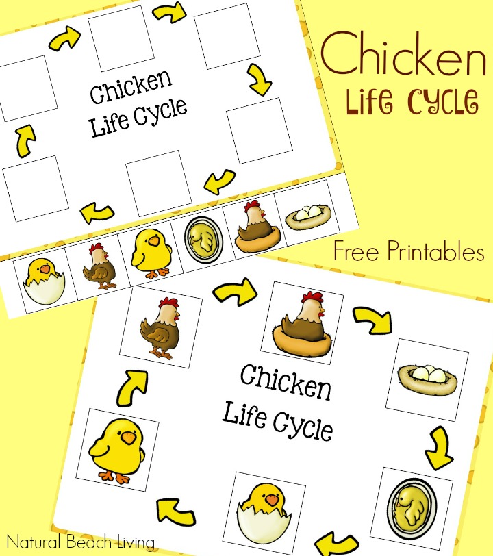 Chicken Life Cycle Free Printables Natural Beach Living