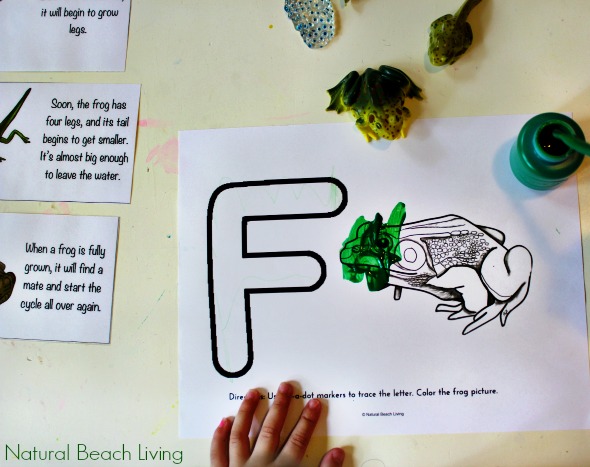 Frog Life Cycle Activities, Free Printables, Frog Unit Study perfect for the Spring, Natural Learning, Pond Life, Montessori Inspired, Letter F Preschool 