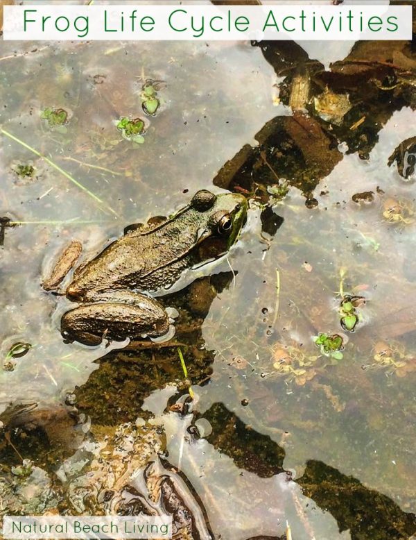 Frog Life Cycle Activities text and image of a frog outside in a pond of water