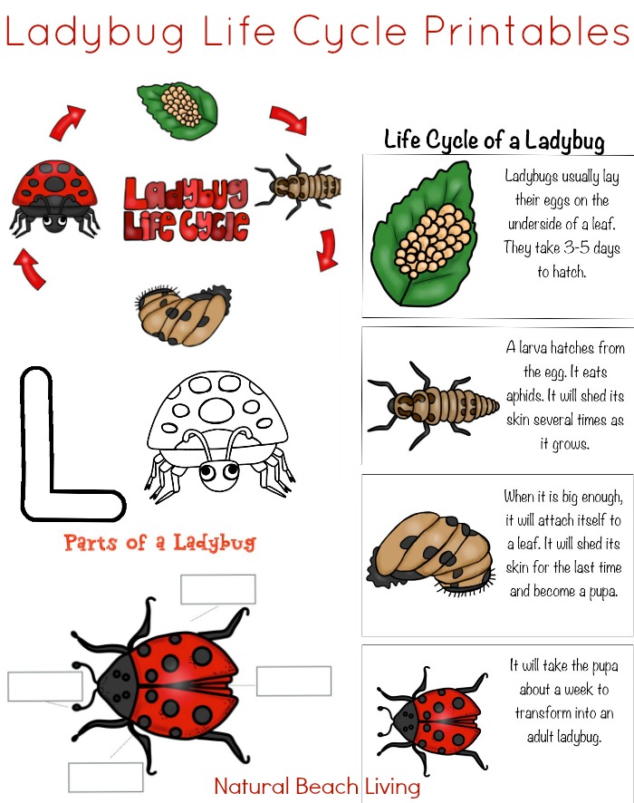 The Ultimate Life Cycle Printables Science Activities Natural Beach 