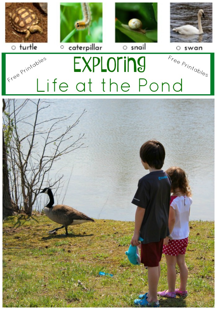 Exploring Life at the Pond, Natural learning, Science and Nature, Family Fun, Spring Activities and Unit Study, Free Pond Life Scavenger Hunt Printables 