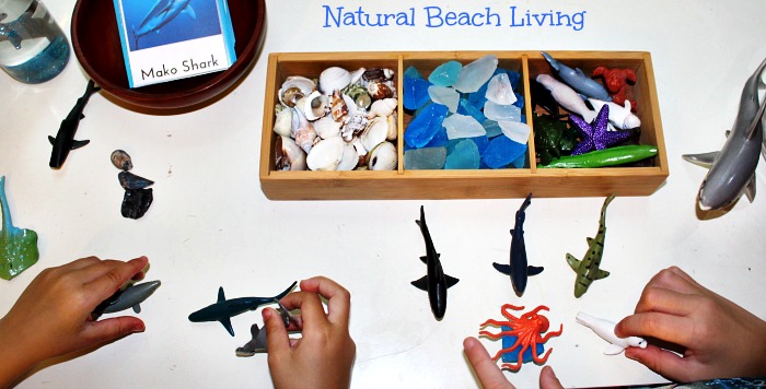 The Best Ocean Unit Study for Kids, Homeschool education, Marine Biology for Kids, Under the Sea Loose Parts play and Summer Nature Table, Free Printables 