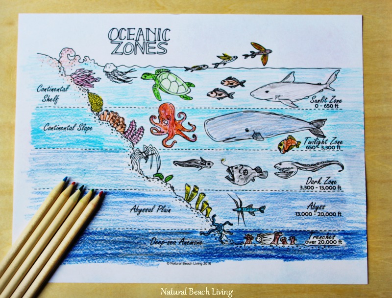 The Best Ocean Unit Study for Kids, Homeschool education, Marine Biology for Kids, Under the Sea Loose Parts play and Summer Nature Table, Ocean Zones and coloring page, Free Printables 