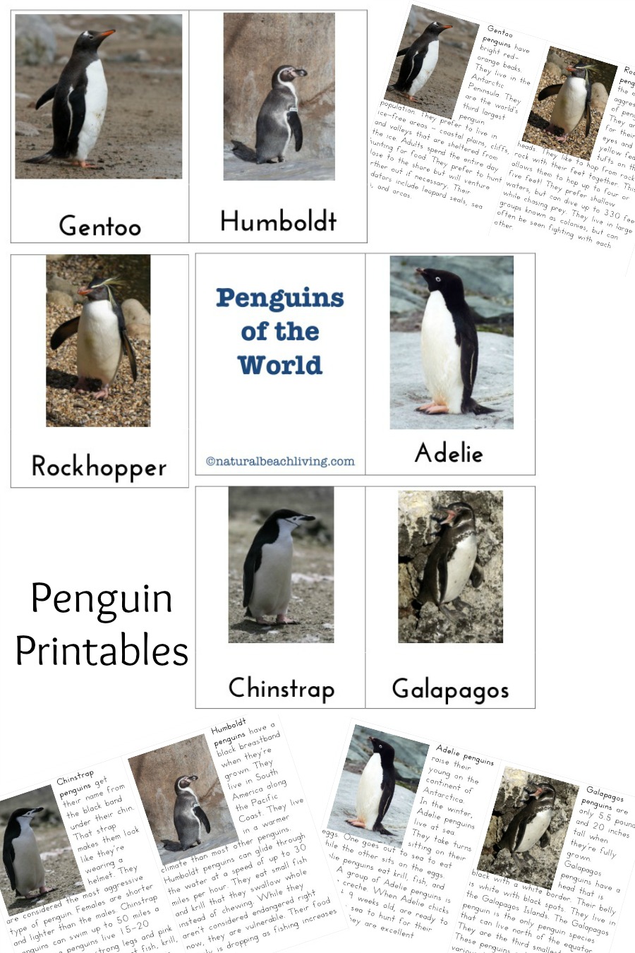 Penguin Activities for Preschoolers and Kindergarten, Montessori preschool, Penguin themes, Unit study, Penguin printables, fine motor, gross motor & More