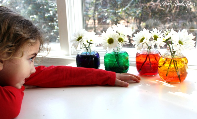 This is always a favorite Spring Science Experiment. Flower Science Activities for Preschool and Kindergarten are fun Color changing flowers, Flower Science for kids delights your senses and brings lots of observation. Add this to your spring lesson plans.