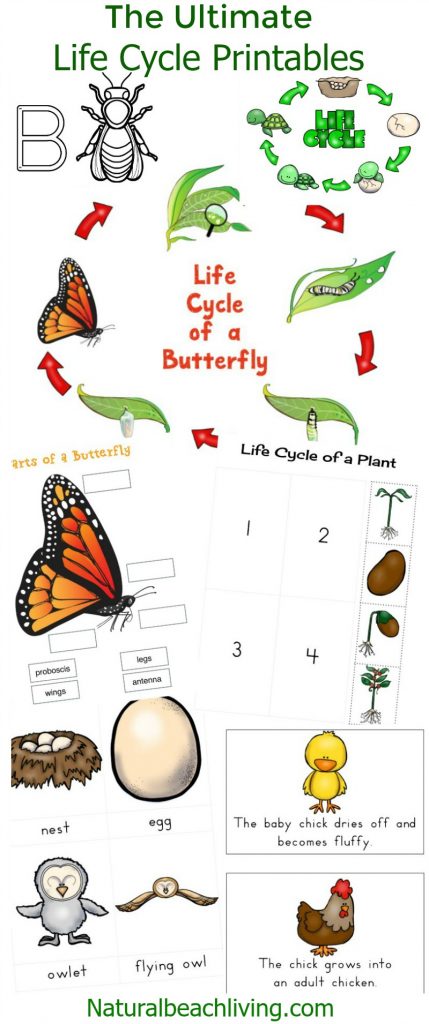 The Ultimate Life Cycle Printables for preschoolers and kindergarten, Butterfly life cycle, Frogs, Owls, Sea Turtles, Ladybugs, Plant life, Animal Habitats and more