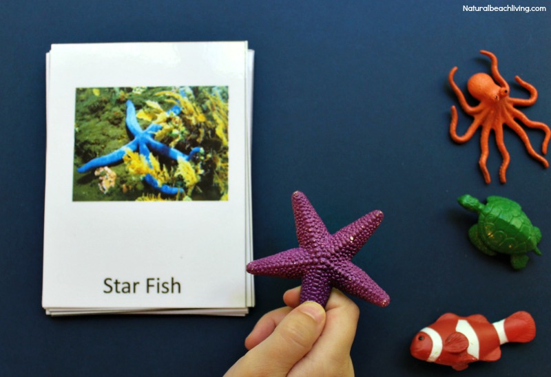 Free Montessori Ocean Printables