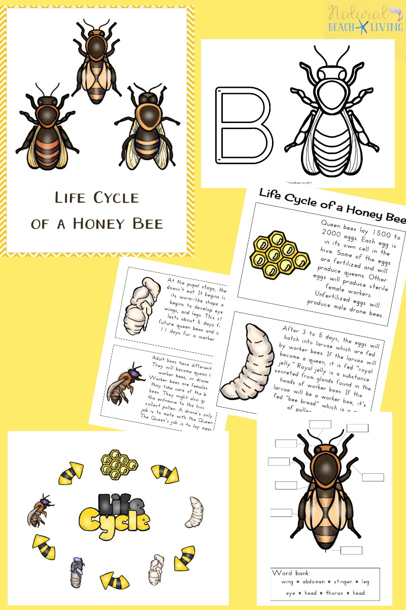 How to Make a Mason Bee Habitat, Perfect Life Cycle of a Bee Activities, Bee Theme, Hands on activities, DIY Bee Homes, Honey Bee life cycle, Bee unit Study