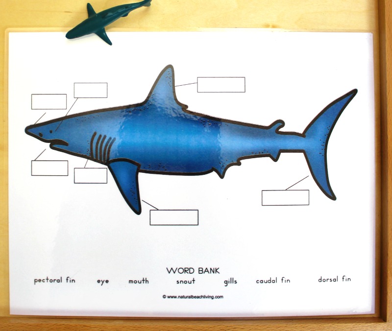 The Best Shark Printable Activities for Kids, Shark Unit Study, Shark Week Ideas, Alphabet Activities, Math Activities, Shark printables preschool, Writing Prompts