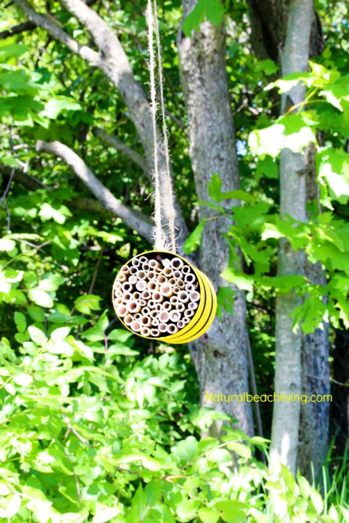 How to Make a Mason Bee Habitat, Perfect Life Cycle of a Bee Activities, Bee Theme, Hands on activities, DIY Bee Homes, Honey Bee life cycle, Bee unit Study