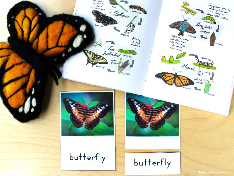 The Best Butterfly Life Cycle Activities for Kids, teach your kids about the butterfly life cycle in a fun, educational way. Plus add in hands-on activities, butterfly life cycle crafts, and free life cycle printables. Butterfly Life Cycle Activities Science, Butterfly Life Cycle Lesson Plans, Life Cycle of a Butterfly Activities for Preschool, Life Cycle of a Butterfly Activities for Kindergarten, First Grade, Second Grade, Natural Science and Literacy for Kids #Kindergarten #preschool #Montessori #Homeschool #Lifecycle #Scienceforkids 