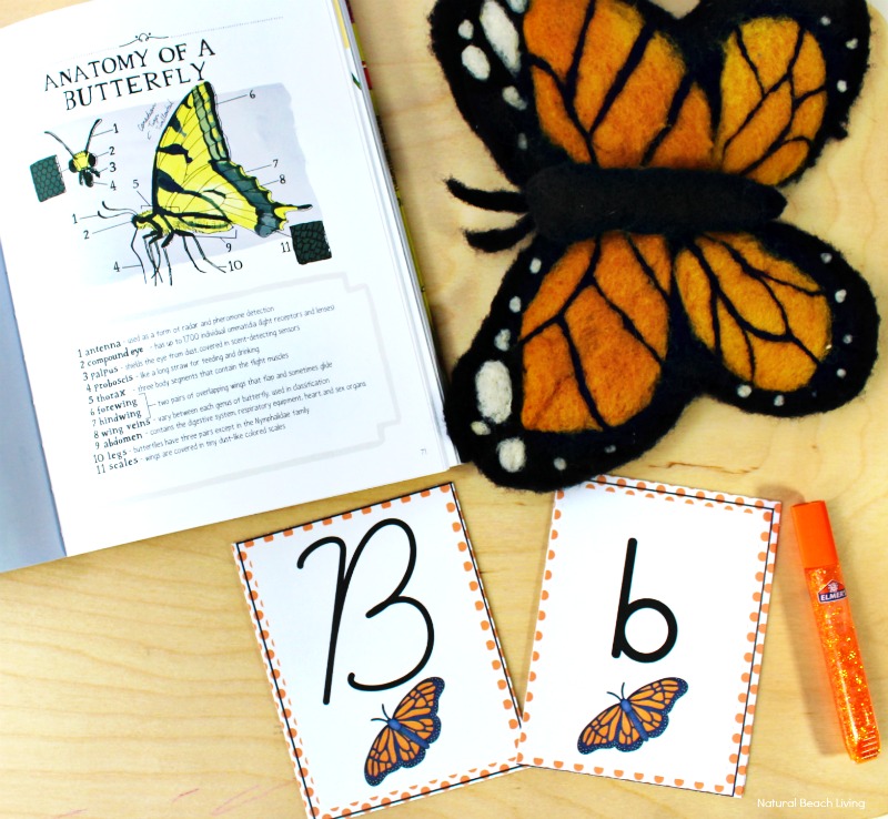The Best Life Cycle Activities and Printables, 45+ Life Cycle Activities for Kids, Save time and make the most of teaching life cycles with these easy-to-use and ready-to-go Hands on lifecycle activities and printables. Life Cycle activities for preschool, Life cycle of a chicken, butterfly life cycle, ladybug life cycle, Frog Life Cycle Activities, Owl Life Cycle, Plant life cycle, Sea Turtle Life Cycle, Apple Life Cycle activities, Life Cycle Worksheet, Science for Kids