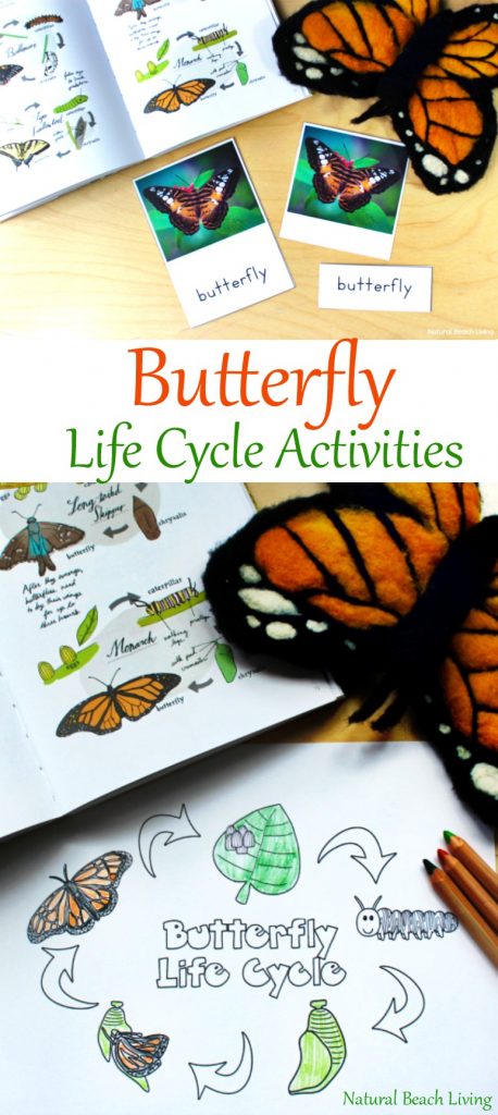 The Best Butterfly Life Cycle Activities for Kids - Natural Beach Living