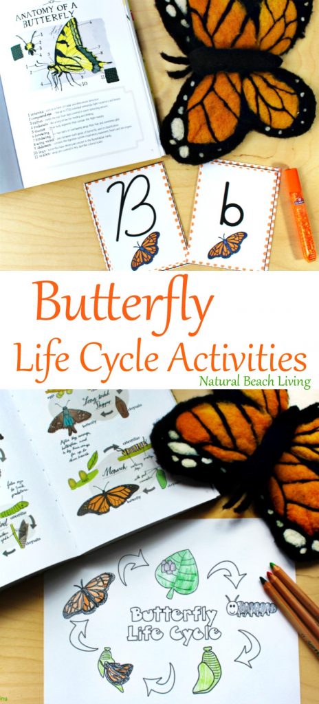 Butterfly Life Cycle activities and printables for Kids 