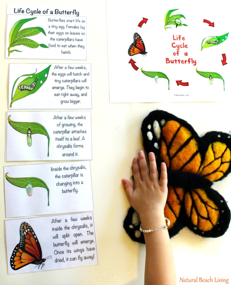 The Ultimate Life Cycle Printables Science Activities