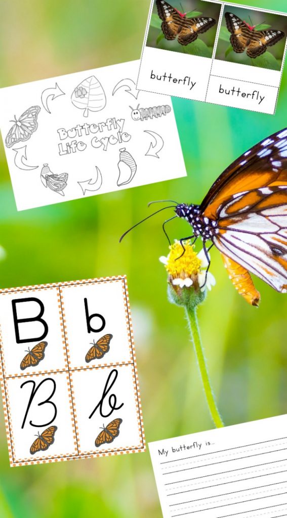 The Best Butterfly Life Cycle Activities for Kids, teach your kids about the butterfly life cycle in a fun, educational way. Plus add in hands-on activities, butterfly life cycle crafts, and free life cycle printables. Butterfly Life Cycle Activities Science, Butterfly Life Cycle Lesson Plans, Life Cycle of a Butterfly Activities for Preschool, Life Cycle of a Butterfly Activities for Kindergarten, First Grade, Second Grade, Natural Science and Literacy for Kids