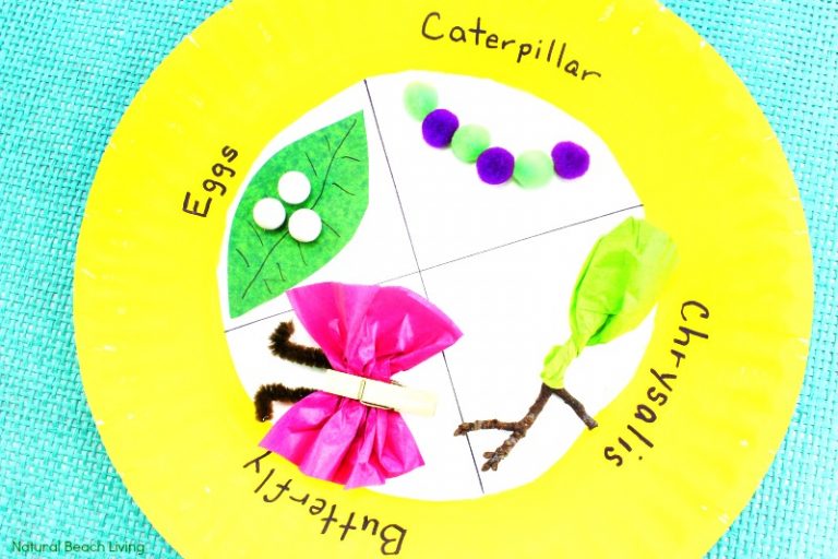 Easy Butterfly Life Cycle Craft Kids Love - Paper Plate Craft - Natural ...
