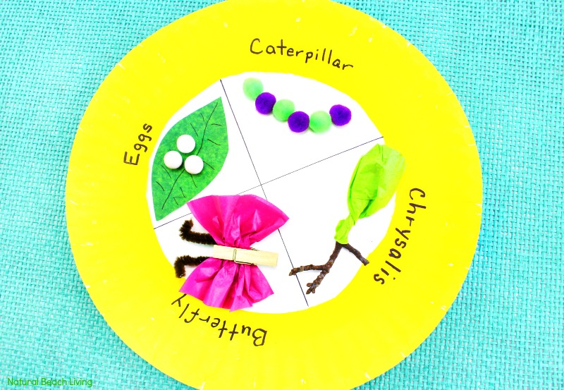 Easy Butterfly Life Cycle Paper Plate Craft, life cycle of a butterfly activities, butterfly life cycle craft for kindergarten, life cycle of a butterfly project ideas, butterfly life cycle science project, butterfly life cycle preschool lesson plan, Butterfly life cycle project, Butterfly Crafts, Spring Preschool Theme, Science Activity, Preschool Science, Kindergarten Science
