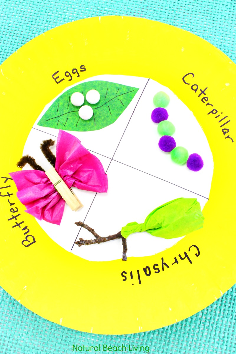 Paper Plate Life Cycle Of A Butterfly Craft For Preschoolers Life ...