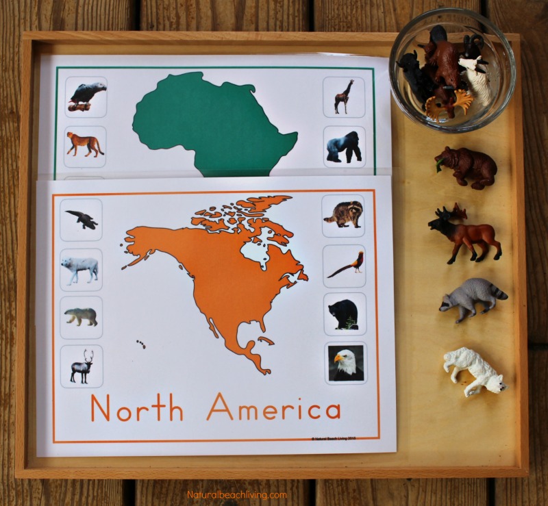 Montessori Animals and Continents Printables, Great Hands-on activities for learning all about animals and continents. Animals continents worksheet, animals and their continents activities, Montessori animals of seven continents, animal continents activity sheets, what animal can be found on every continent, Montessori continents printables