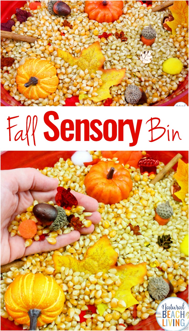 Fall Sensory Bin for Toddlers and Preschoolers, A Fall Sensory Bin is the perfect way for children to explore the fall season. Sensory activities are full of ways kids can learn about textures, sounds, smells, and colors. Easy fall sensory idea for kids 
