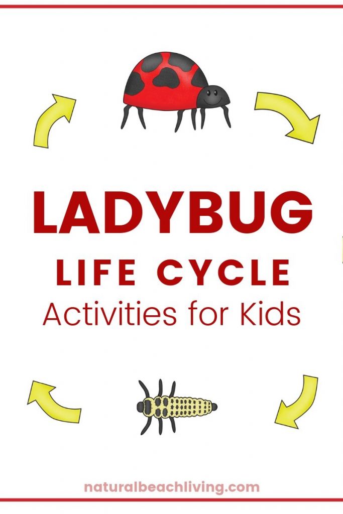 Ladybug Life Cycle, Ladybug Activities for Kids, Kids learn about Ladybug Life Cycles with these hands-on activities and fun ladybug life cycle worksheets. Here you will find exciting ways to teach your children about the life cycle of a ladybug with ladybug coloring pages, ladybug fact cards, ladybug counting printables, and you can even make a ladybug slime recipe.