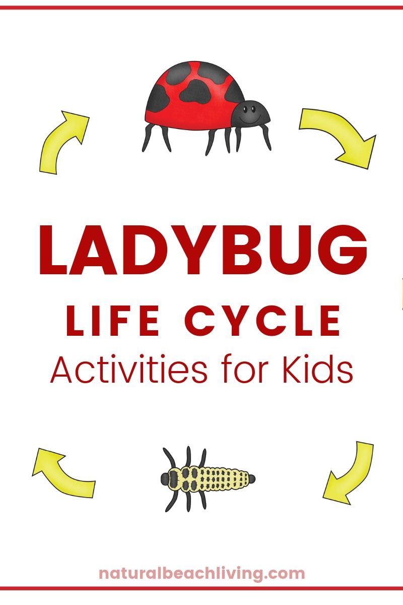 Ladybug Life Cycle Lesson Plans and Activities