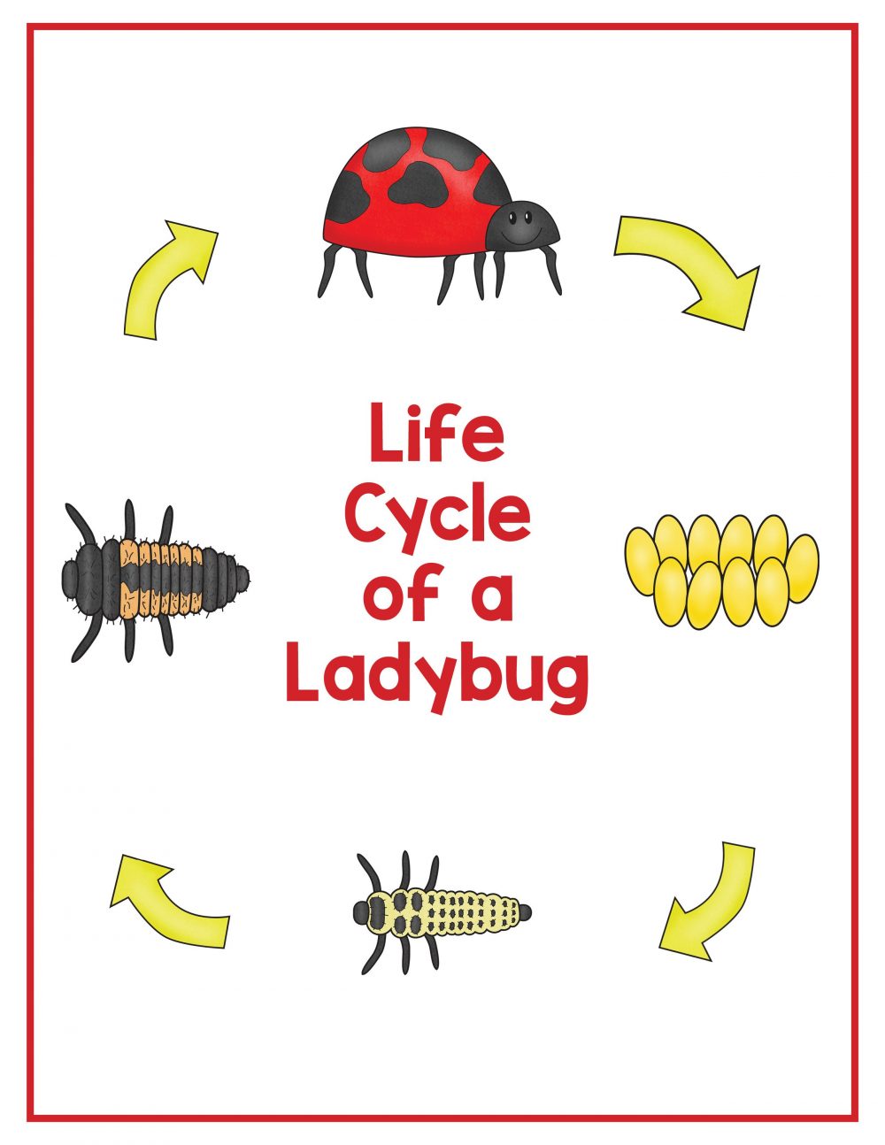 Free Lifecycle Of A Ladybug Printable Worksheets