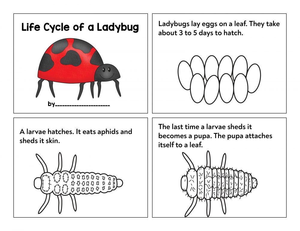 Printable Ladybug Life Cycle Worksheet Printable Blank World