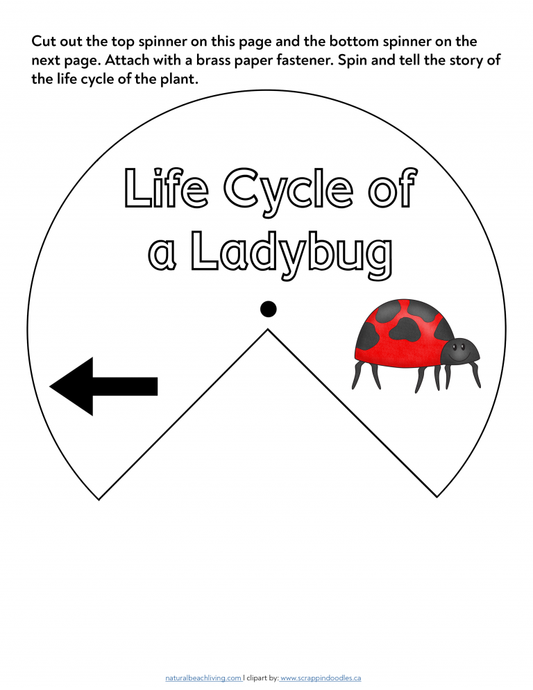 ladybug-life-cycle-worksheets-and-activities-natural-beach-living