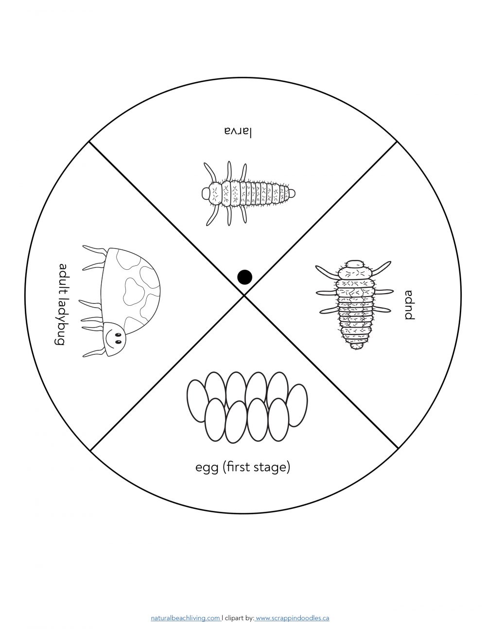 printable-ladybug-life-cycle-worksheet-prntbl-concejomunicipaldechinu