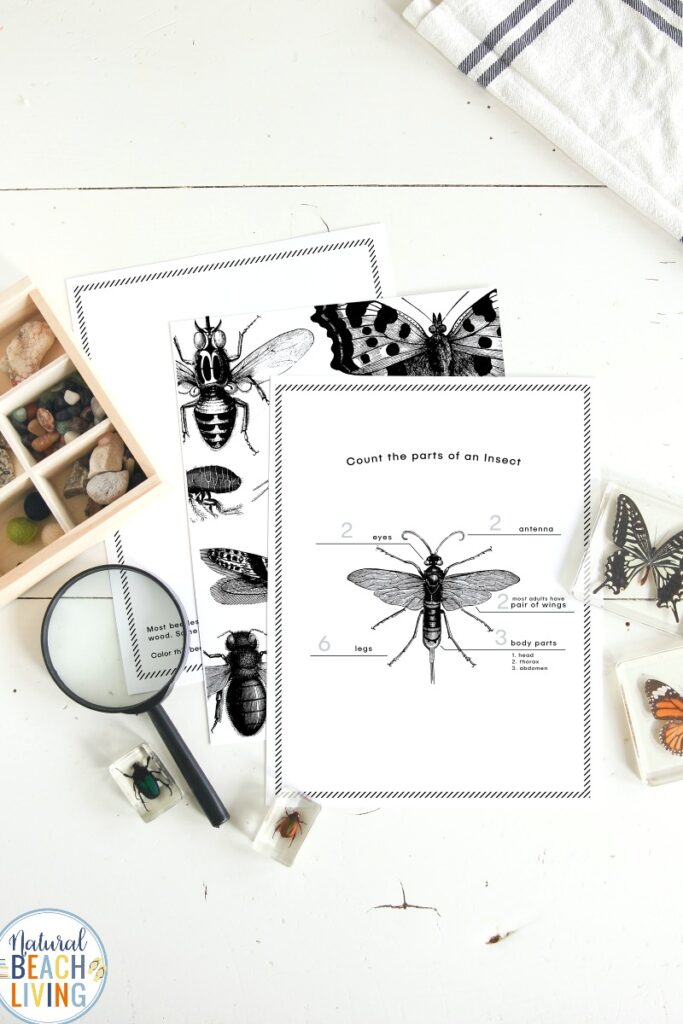 Preschool Insect Theme Printables, This Summer Camp at Home is perfect for your nature kids. Over 25 Bugs and Insect Activities and Crafts for Kids. Use This Bugs and Insects Summer Camp Theme Guide to make great memories all summer long. Outdoor Games, scavenger hunts, life cycle activities and so much more. 
