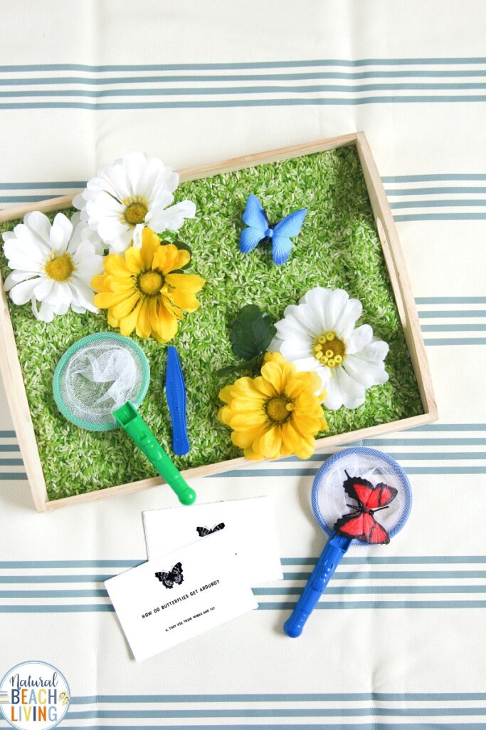 Your Preschoolers will enjoy this lovely Butterfly Sensory Bin and Butterfly Habitat Activity. It is easy to put together and perfect for themed learning with hands on activities. Try Butterfly Life Cycle Activities and Butterfly Life Cycle Craft for any Butterfly Preschool. You'll get the best Butterfly Activities here.